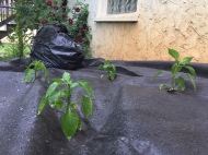 Growing the spiciest of jalapenos in our garden.